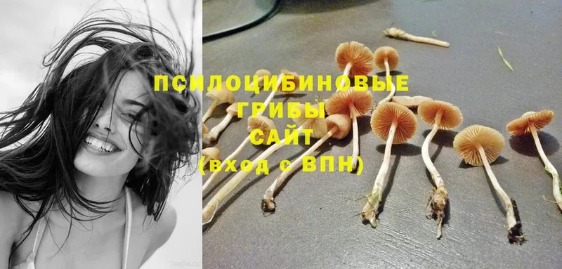 Псилоцибиновые грибы MAGIC MUSHROOMS  даркнет сайт  Гремячинск 